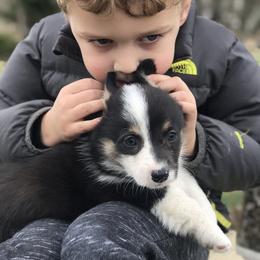 Pembroke Welsh Corgi Puppies from Arrowhead Corgis