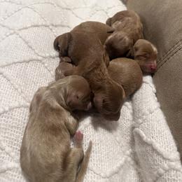 Goldendoodle puppies from Geise Meadow Doodles