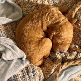 Goldendoodle Puppies from Copper Doodle Tails