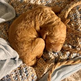 Goldendoodle Puppies from Copper Doodle Tails