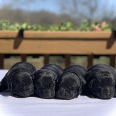 German Shepherd and Labrador Retriever Puppies from DogSmith Purebreds