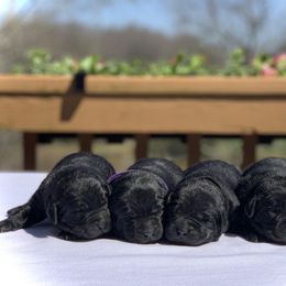 German Shepherd and Labrador Retriever Puppies from DogSmith Purebreds