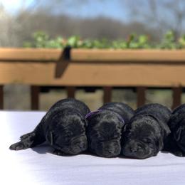German Shepherd and Labrador Retriever Puppies from DogSmith Purebreds