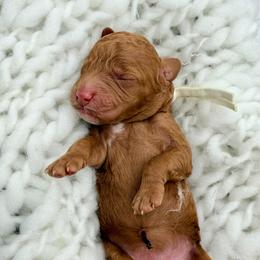 Girl 3 - Red  female Goldendoodle puppy in Philadelphia, Mississippi from Oakie Doodles