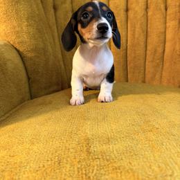 Ramsey - Piebald male Dachshund puppy in China Grove, North Carolina from River Bloom Mini Dachshunds