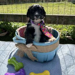 Shnookums - Tri-color male Bernedoodle puppy in Camden, North Carolina from Oopsie Doodles of NC