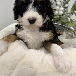 Punch - Tri-color female Bernedoodle puppy in Hegins, Pennsylvania from Bubbling Springs Doodles, LLC