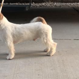 Manny - Russell Terrier puppy in Apple Valley, California from Katelyn M Ford