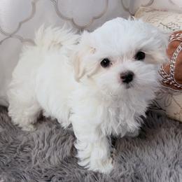Darius - White male Maltese puppy in Colorado Springs, Colorado from MiaMiaMaltese Colorado