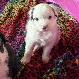 Porsche - Blue merle female Miniature American Shepherd puppy in Luck, Wisconsin from Faithland Miniature American Shepherds