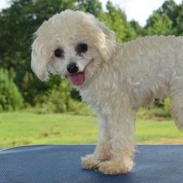 Warrior - Poodle