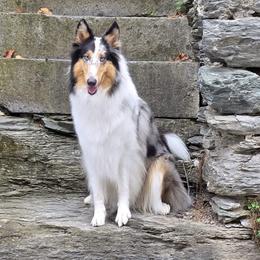 Collie All Grown Up from Tucker Creek Collies