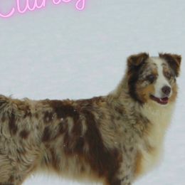 Clancy - Australian Shepherd