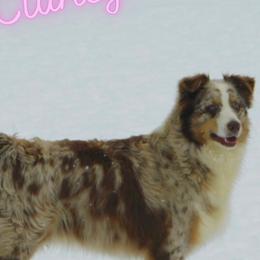 Clancy - Australian Shepherd