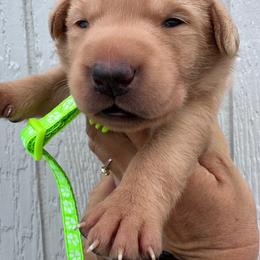Lime Green - Yellow female Labrador Retriever puppy in Newton Grove, North Carolina from Wayalife Labradors & Gsp’s