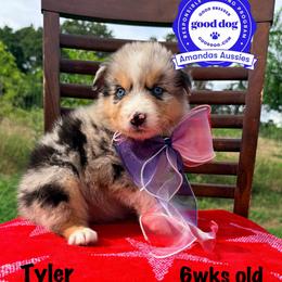 BMF - Blue merle female Australian Shepherd puppy in Greenville, Texas from Amandas Aussies