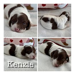 Kenzie - Dachshund puppy from Koli Acres