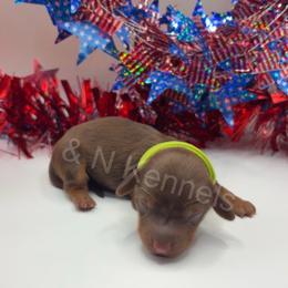 Aurora - Chocolate and tan female Dachshund puppy in Brandon, Mississippi from A & N Kennels