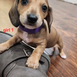 Girl 1 - Cream female Dachshund puppy in Grants Pass, Oregon from Climate City Doxies