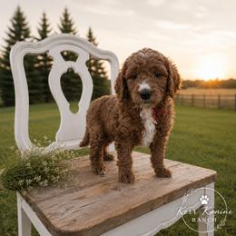 Liberty - Red  female Goldendoodle puppy in Ashton, Idaho from Kerr Kanine Ranch