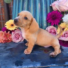 Stuart - Cream male Dachshund puppy in Florence, Arizona from Doxie Town Az