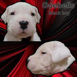 Boy 4 -black boy - White male Dogo Argentino puppy in Blythe, California from Dogos del Gran Reino