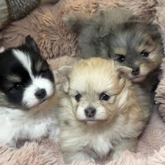 Pomeranian puppies from Pomeranian Dream