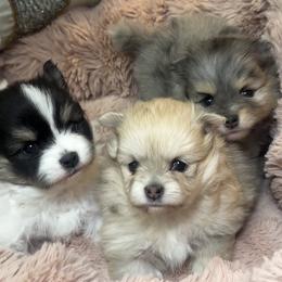 Pomeranian puppies from Pomeranian Dream