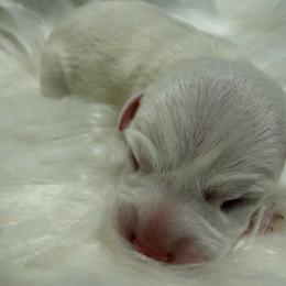 Girl 3 (name pending) - White female Jack Russell Terrier puppy in Yakima County, Washington from Saddle Rock Kennels