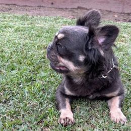 Diamond - French Bulldog