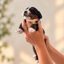 Yellow collar - male Golden Mountain Doodle puppy in Spring, Texas from The Doodle Den