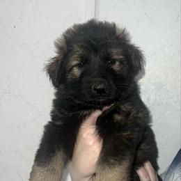 Rhae  pink collar - Sable female German Shepherd puppy in Winterport, Maine from Vom Stevens Old Fashioned German Shepherds