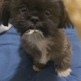 Shih Tzu All Grown Up from Itty Bitty Paws