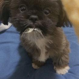 Shih Tzu All Grown Up from Itty Bitty Paws
