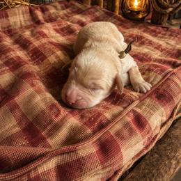 McGraw (Tim) - Caramel cream male Australian Labradoodle puppy in Millville, California from Hope Lane Kennels