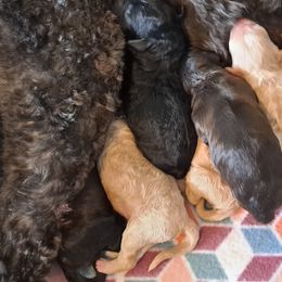 Goldendoodle Puppies from Dahlia Doodles