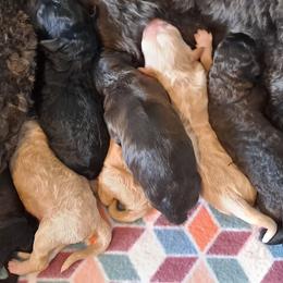 Goldendoodle Puppies from Dahlia Doodles