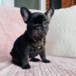French Bulldog Puppies from Bailey French Bulldogs