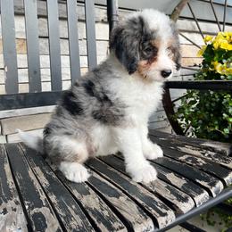 Lori - Blue merle female Bernedoodle puppy in Holtwood, Pennsylvania from Country Ridge Puppies