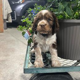 Jasmine - Tri-Roan female English Springer Spaniel puppy in Nine Mile Falls, Washington from Sue's Springers