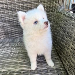 Aster - White male Pomsky puppy in Winchendon, Massachusetts from Mountain View Pomskies