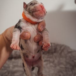 Australian Shepherd Puppies from Kelly Krew Aussies