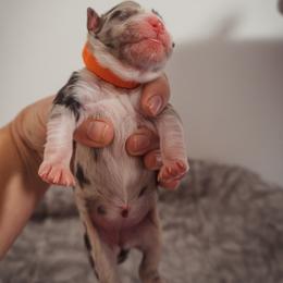 Australian Shepherd Puppies from Kelly Krew Aussies