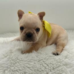 Jasper - Cream male French Bulldog puppy in Largo, Florida from Big Daddy Frenchies