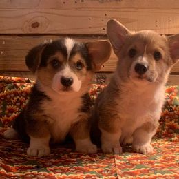 Pembroke Welsh Corgi Puppies from Buckeye Corgi
