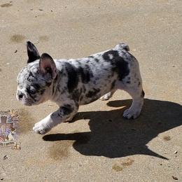 Boston Terrier and French Bulldog Puppies from Freedom Bostons