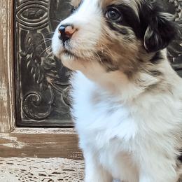 Australian Shepherds from Ash-Land Aussies