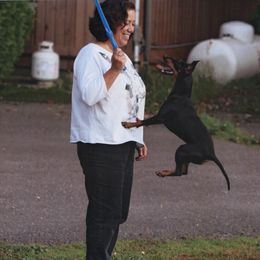 Manchester Terrier All Grown Up from JetCity Manchester Terriers