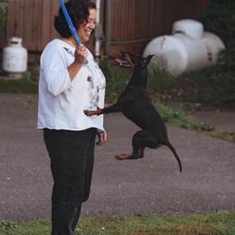 Manchester Terrier All Grown Up from JetCity Manchester Terriers