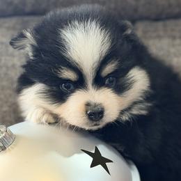 Ariya's boy2 - Black and white male Pomsky puppy in Enid, Oklahoma from Mile Hi Pomskies